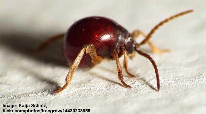 Smooth spider beetle (Gibbium equinoctial)