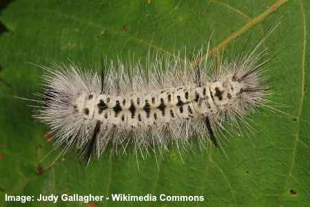 Hickory Tussock Caterpillar (Lophocampa caryae)