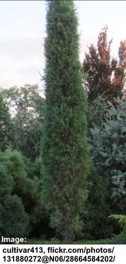 Evergreen Eastern Red Cedar ‘Taylor’ (Juniperus virginiana ‘Taylor’)