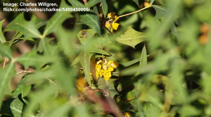 Agarita (Mahonia trifoliolata