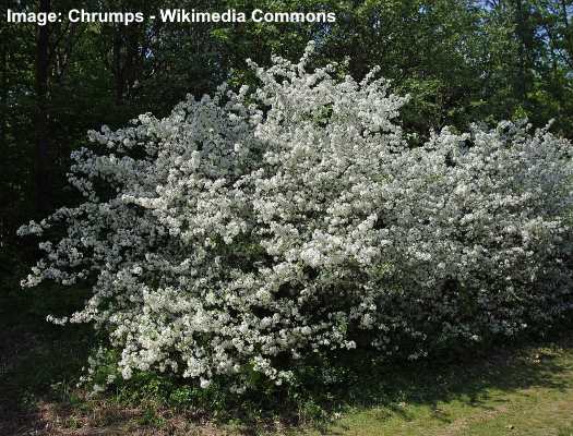 Sargent Crabapple (Malus sargentii)