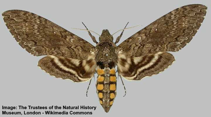 Tobacco Hawk Moth (Manduca sexta)