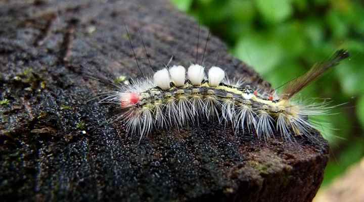 White-Marked Tussock Moth Caterpillar (Orgyia leucostigma)