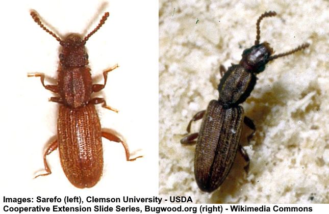 Sawtoothed Grain Beetles (Oryzaephilus surinamensis)