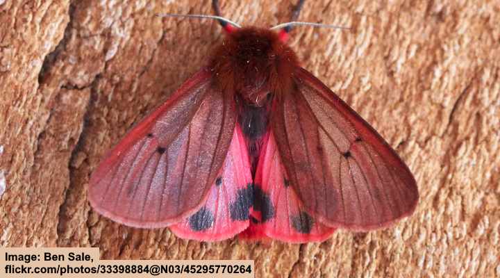 Ruby Tiger Moth (Phragmatobia fuliginosa)