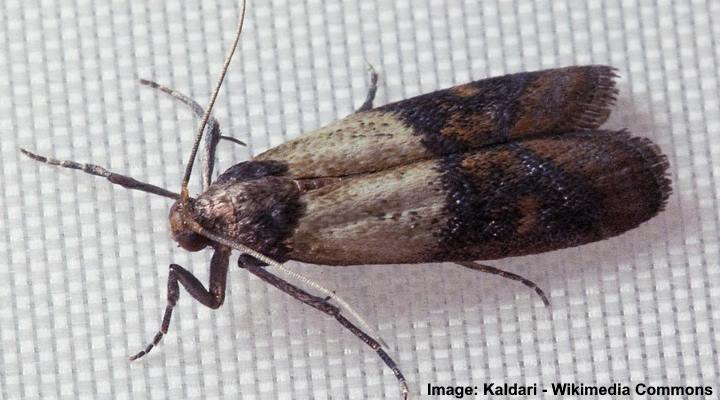 Indianmeal Moth (Plodia interpunctella)