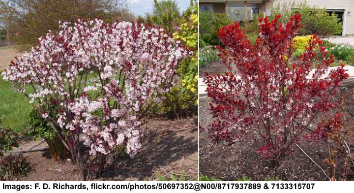 Purple Leaf Sand Cherry (Prunus × cistena)