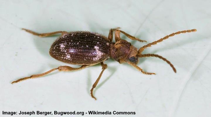 Whitemarked spider beetle (Ptinus fur)
