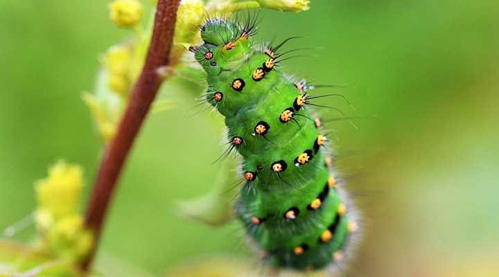 Emperor Moth Caterpillar (Saturnia pavonia)