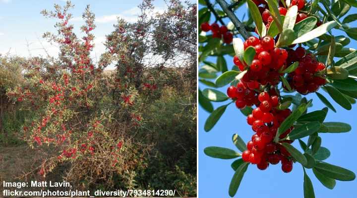 Silver Buffaloberry (Shepherdia argentea)