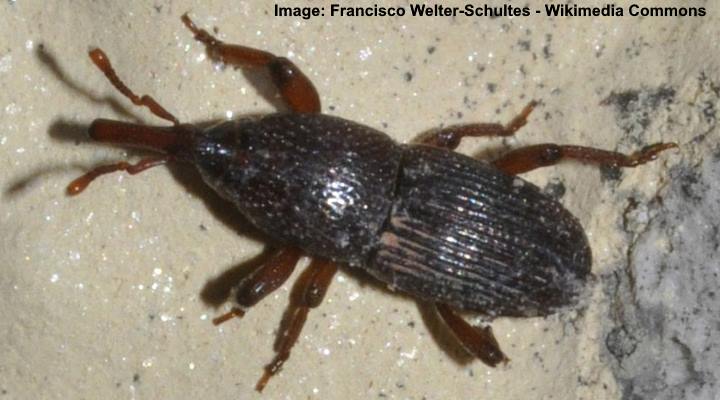 Granary weevils (Sitophilus granaries)