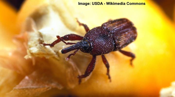 Maize weevil (Sitophilus zeamais)