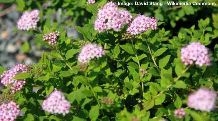 20 Small or Dwarf Shrubs (With Pictures) - Identification Guide