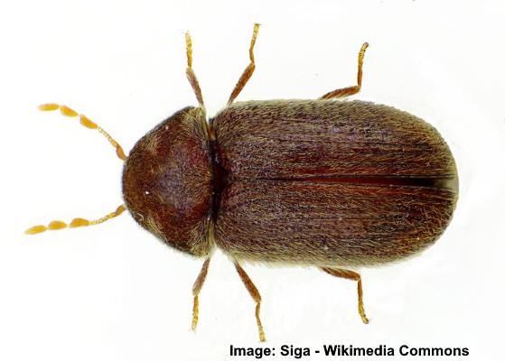Drugstore Beetle (Stegobium paniceum)
