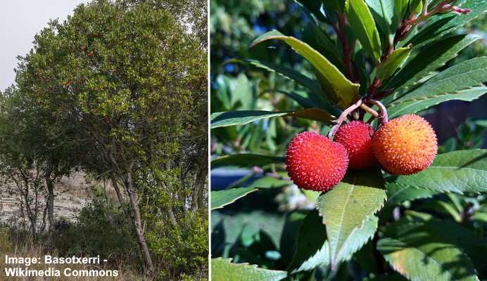 Strawberry Tree (Arbutus unedo)