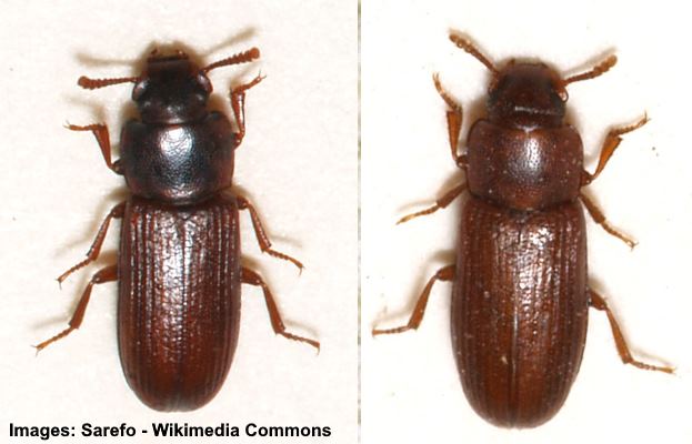 Flour Beetles (Tribolium confusum and Tribolium castaneum)