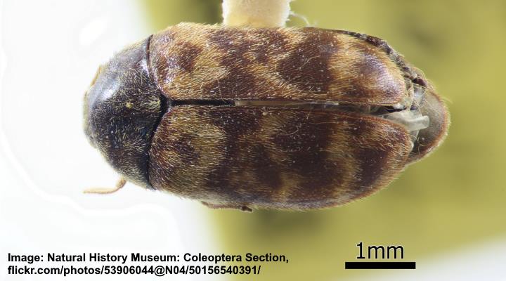 Warehouse Beetle (Trogoderma variabile)