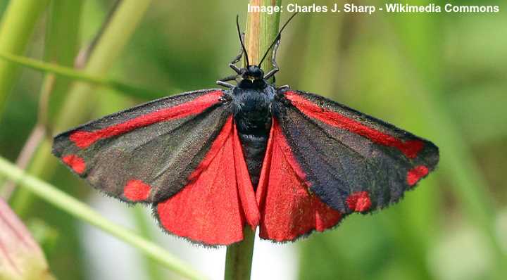 Tyria jacobaeae moth