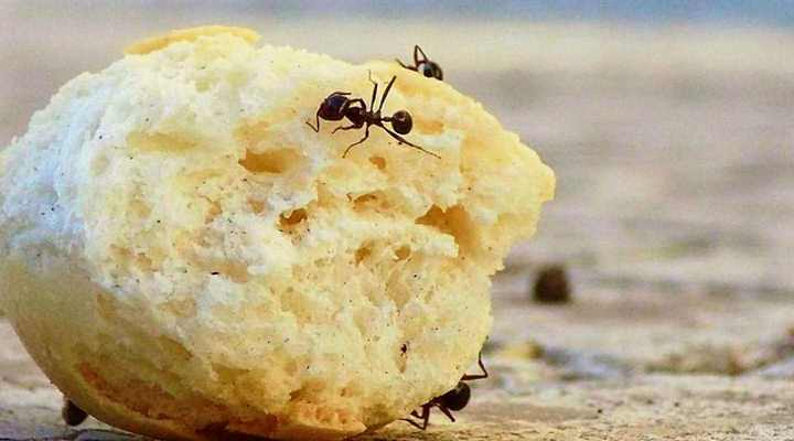 Pantry Ants