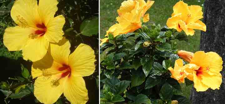 Hibiscus rosa-sinensis