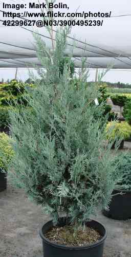 Moonglow Juniper (Juniperus scopulorum ‘Moonglow’)