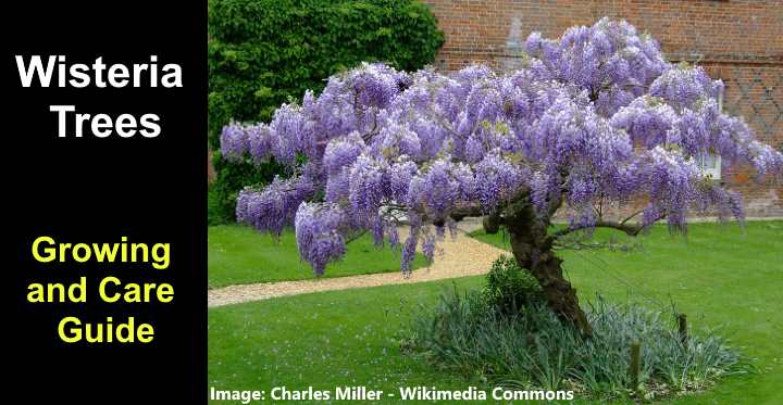 Blue deals wisteria tree