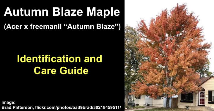 autumn flame maple vs autumn blaze maple