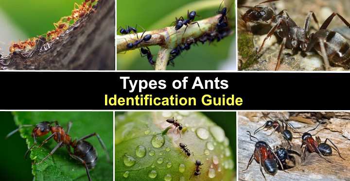 Types of Ants With Identification and Pictures (Identification Chart)