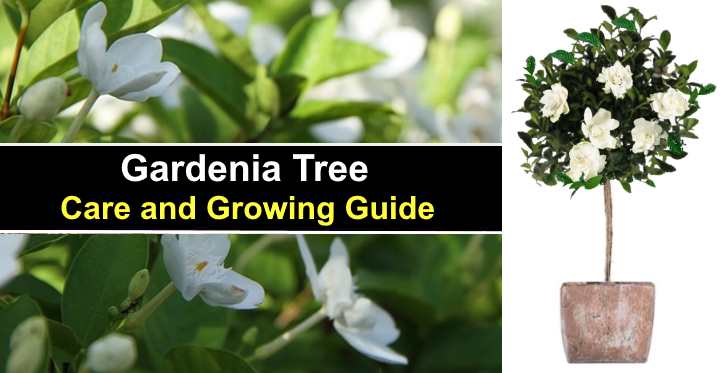 Gardenia Tree: Care and Growing Guide (Watering, Pruning and More)