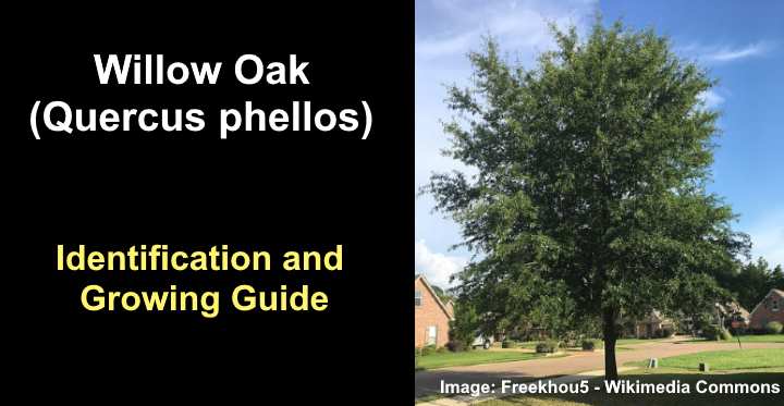 willow oak leaf identification