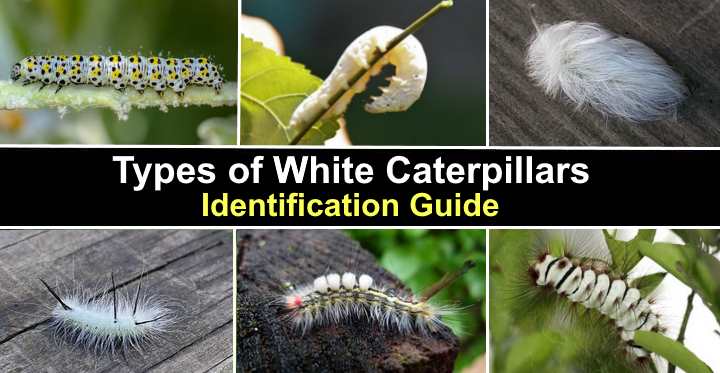 Types of White Caterpillars (Including Fuzzy) - Pictures and Identification
