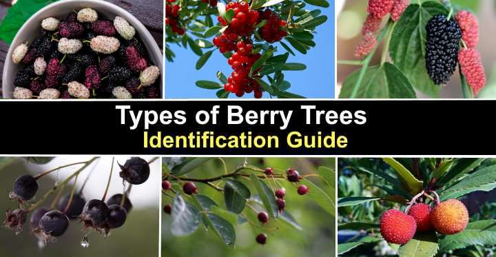 Red Berry Tree Identification: 18 Berry Tree Bush Types, 42% OFF