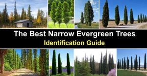 26 Narrow Evergreen Trees: Skinny Columnar Trees (with Pictures)