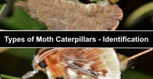 18 Types of Moth Caterpillars: A Visual Identification Guide