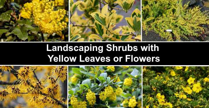 Yellow Shrubs Landscaping With, Yellow Bushes For Landscaping
