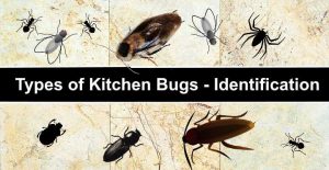 14 Types Of Kitchen Bugs With Pictures Identification Guide   Post1923 300x155 