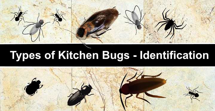 Types Of Black Bugs With Pictures And Identification Guide