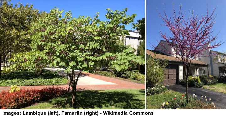 redbud small trees
