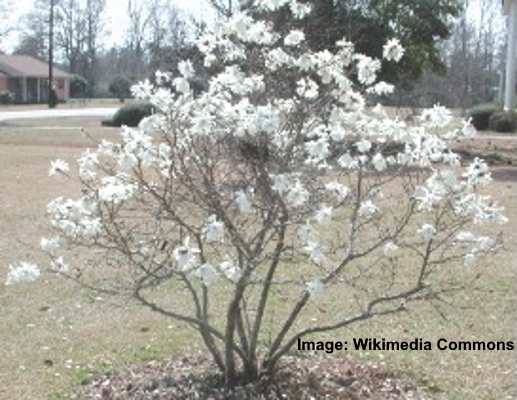 star magnolia (Magnolia stellata)