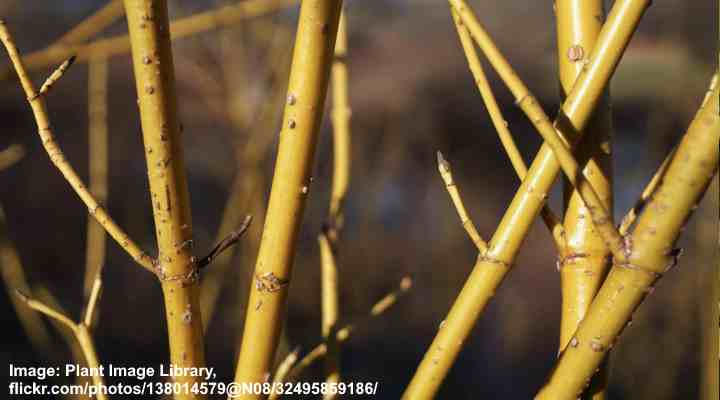 Yellow Twig Dogwood (Cornus sericea 'Flaviramea')