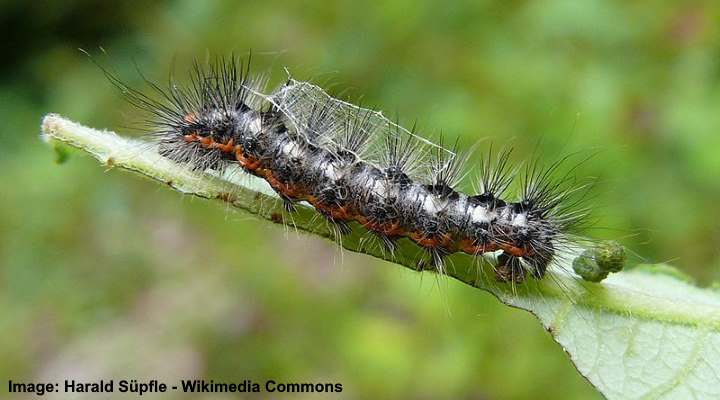 Sweet Gale Moth Caterpillar (Acronicta euphorbiae)