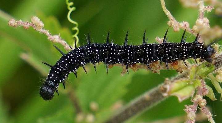 Peacock caterpillar (Aglais io)