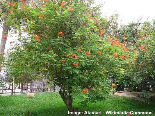 Caesalpinia pulcherrima