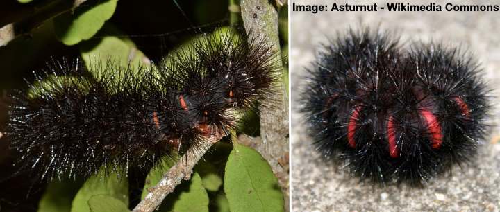 Giant Woolly Bear (Hypercompe scribonia)