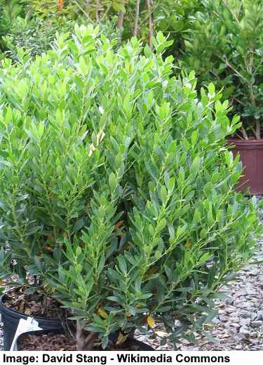 21 Low Maintenance Small Shrubs for Front of House Landscaping (With ...