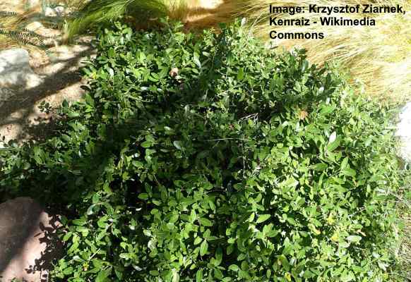 Ilex vomitoria Nana