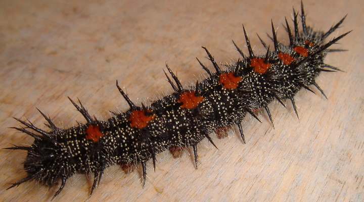 Black Spiny Elm Caterpillar (Nymphalis antiopa)