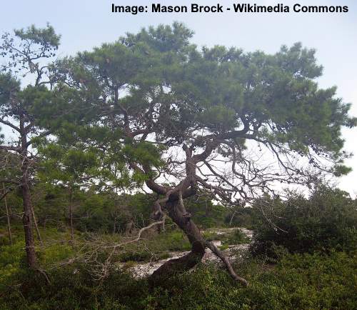 Sand Pine (Pinus Clausa)