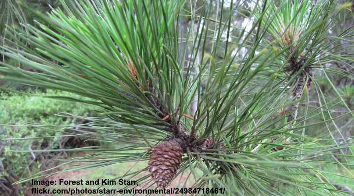 Types Of Pine Trees In Florida (pictures) - Identification Guide