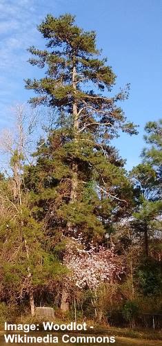 Spruce Pine (Pinus glabra)